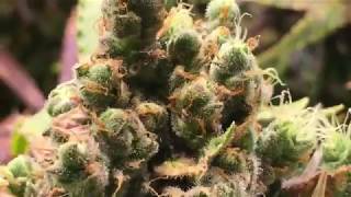 Last Week of Flushing for Part 1 Harvest