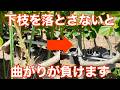 下枝を処理しないと曲げが◯にます