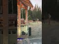 #moose #coffee #alaska #nature #wildlife #bearcreek #kasilof #bull