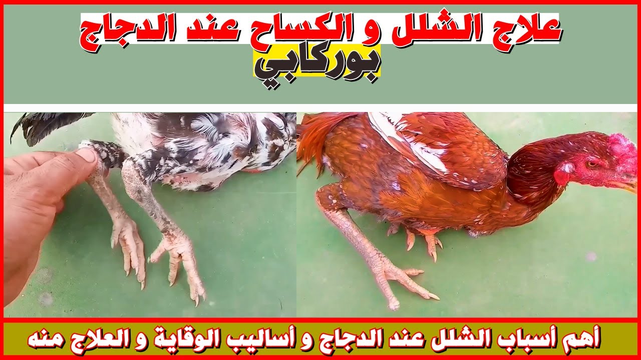 أسباب مرض الشلل عند الدجاج و طرق الوقاية و العلاج الفعالة منه 💯 تربية الدجاج البلدي🐓