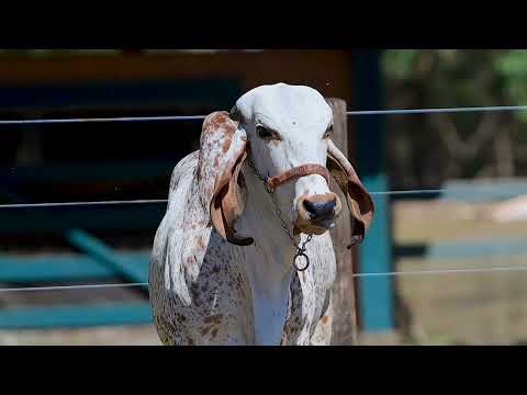 Lote 65 - RBBG1210