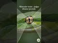 You Won’t See This Snake Until It Moves | Green Vine Snake #shorts