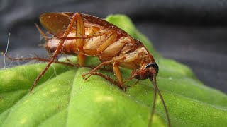 Kill Cockroaches | Toxic Free Pest control