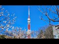 Plum Blossoms at Shiba Park, Tokyo Japan｜"Ginsekai" Plum Grove with Tokyo Tower and Edo Heritage