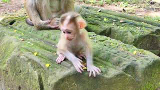 Jaycee Baby Tr,.Ies No,.T Allow Jovi Grooming, Lovely Jaycee Looks Fun