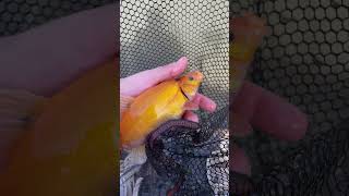 Golden Tench 🤩 Tommys pond at Kiveton Waters #fishing