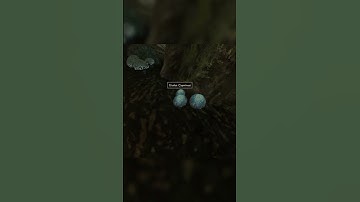 Did You Know You Could Do This In Morrowind? #gaming #shorts #elderscrolls