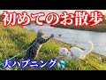 飼い猫2匹を外で目一杯遊ばせたらとんでもない事に…