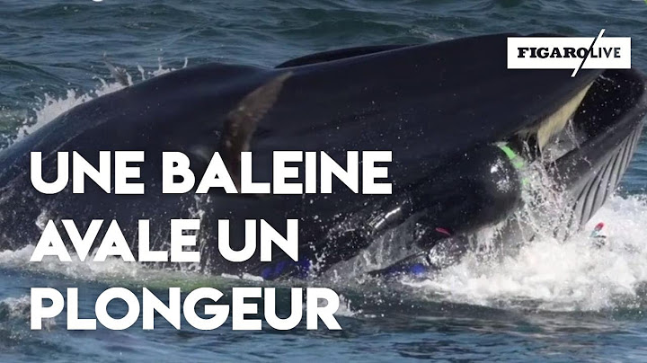 Avalé par une baleine, un plongeur sud-africain survit