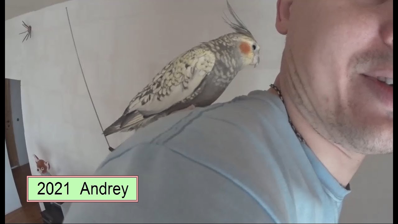 Шпаклюем потолок с попугаем КЕША . - YouTube