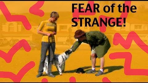 Barking Episode 4- Barking at Strangers- Dog training