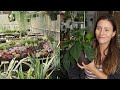 HUGE Houseplant Haul! | Come Indoor Plant Shopping With Me!