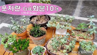 웃자란 다육화분 10개. 웃자란다육이, 웃자란 다육이 예쁘게 키우기, 웃자람, 잎꽂이로 키운 다육이, 다육이예쁘게키우기, succulent, 多肉植物, たにくしょくぶつ.