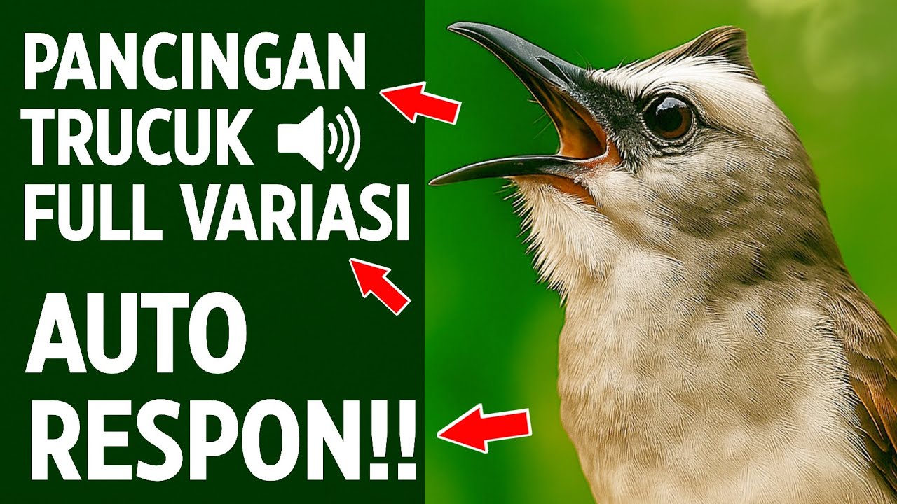 Pancingan Trucukan PALING AMPUH! Burung Langsung Ngalas & Nyaut Gacor