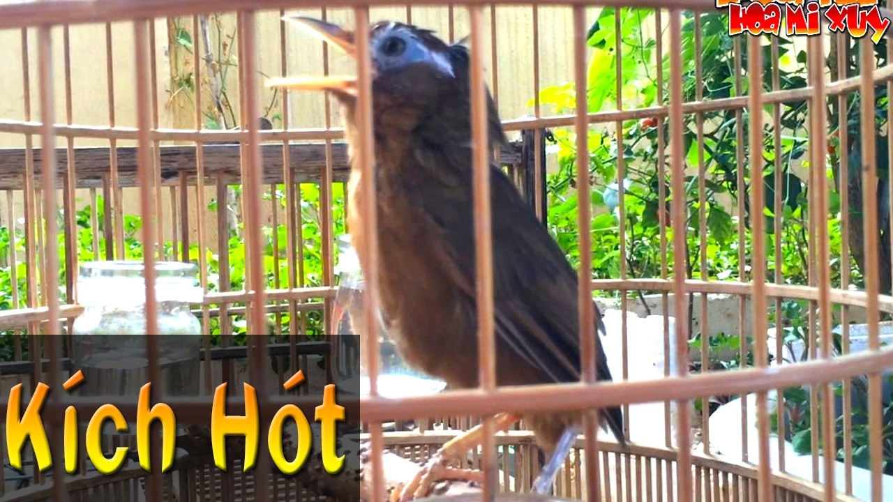 Giọng họa mi mái xùy to rên rỉ chuyên kích trống nhanh căng ngày đẹp trời