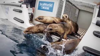 SeaWorld San Diego Rescues Were On The Rise In 2016