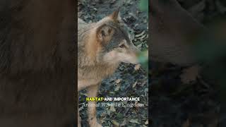 Understanding The Behavior Of Wolves