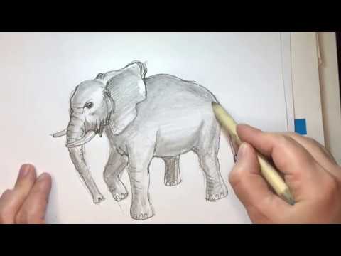Video: Come Disegnare Un Elefante Con Una Matita Poco A Poco