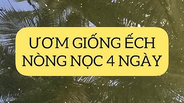 Ếch giống, cách nuôi nòng nọc ếch 4 ngày tuổi