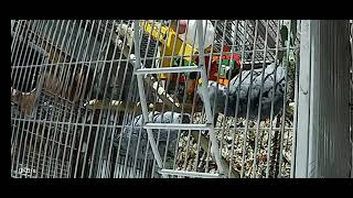 African Grey parrot pair by Alis Flock 18 views 1 year ago 17 seconds