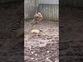 The Leopard Messed with the Wrong SheepHeroCat Steps In레오파드가 잘못된 양을 건드렸다! 영웅 고양이가 나선다ヒョウが間違った羊に手を出した