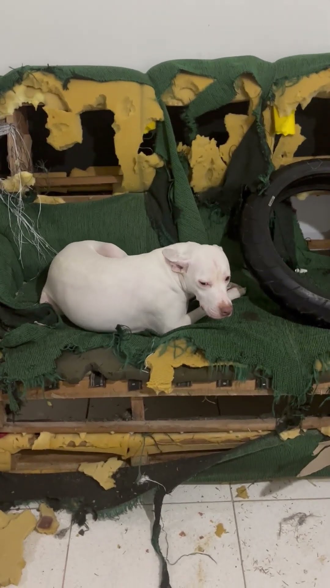 Dog Caught Red-Handed Tearing Apart the Sofa