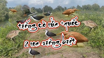 Tiếng quốc tổng hợp  + cò lửa cò hương cò lép 2 loa riêng biệt