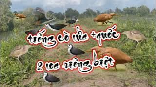 Tiếng quốc tổng hợp cò lửa cò hương cò lép 2 loa riêng biệt