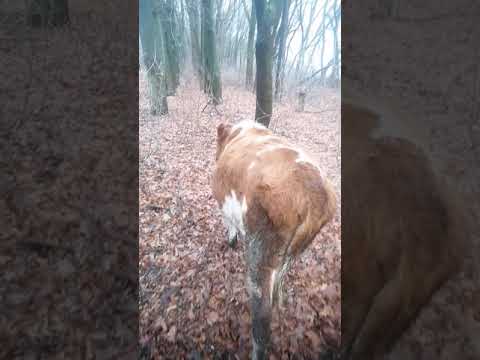 Videó: Ajándékötletek új kutyatulajdonosoknak