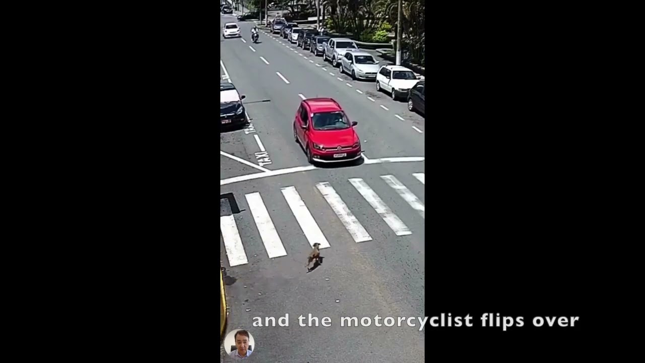 The 3-Legged Dog, Red Car, and Motorcycle CRASH
