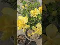 Yellow hibiscus multi Petal variety #blog #garden