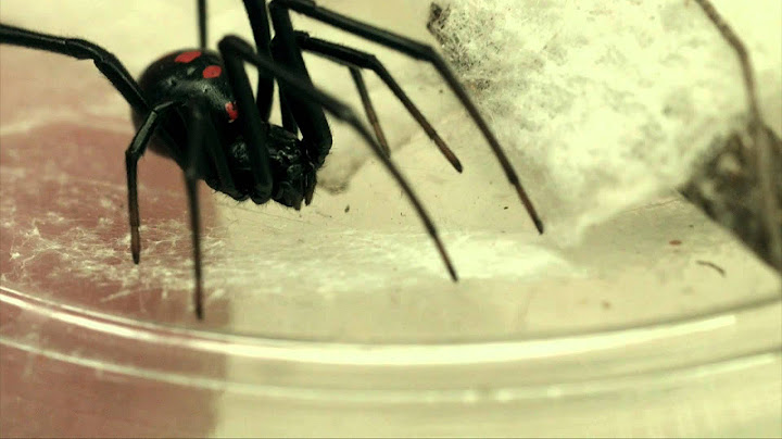 What does a black widow spider look like
