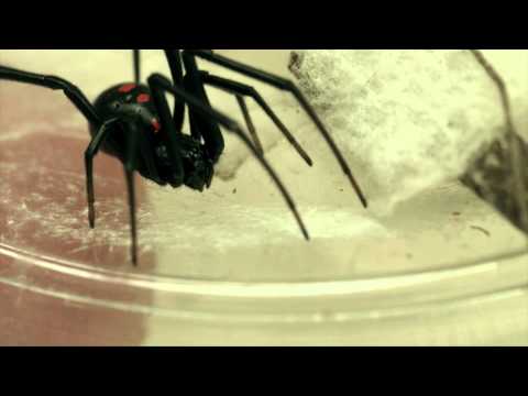 Videó: Hogyan lehet megszabadulni a skorpiótól: 14 lépés (képekkel)