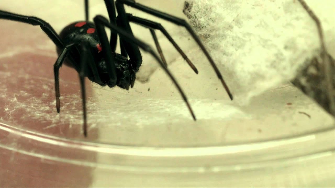 Brown recluse, black widow and other dangerous spiders found in the US