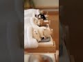The Pom Reveals Itself in the Last 0.5 Seconds. 9.5秒まで誰も気づかないポメ。