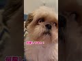 【シーズー】なんか探していたから話しかけてみたwww　#shorts