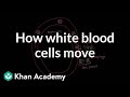 How white blood cells move around | Immune system physiology | NCLEX-RN | Khan Academy