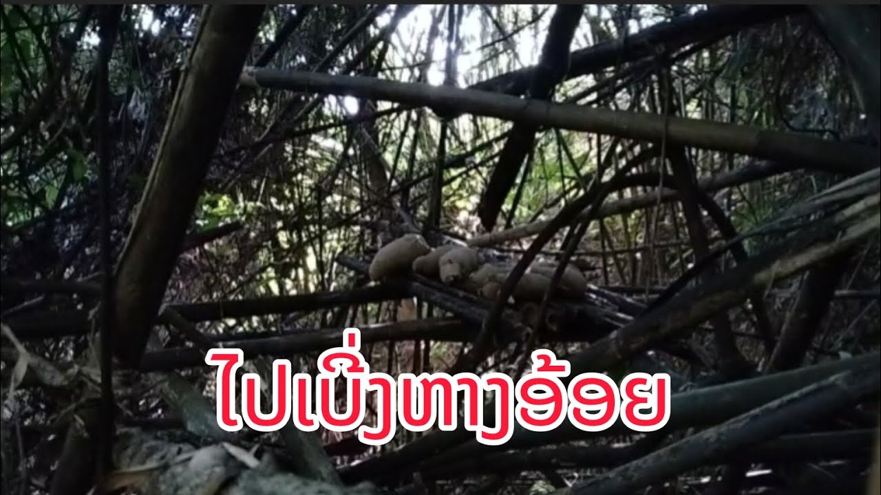 ໄປເບີ່ງກະຮອກກິນຫາງອ້ອຍ