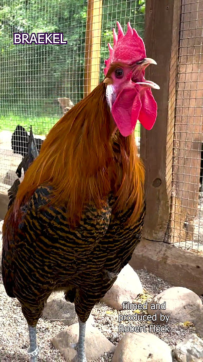 THE BEST ROOSTERS! 10 different chicken breeds crowing for comparison, from Dutch bantam to Yokohama