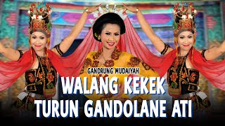 Mudaiyah - Walang Kekek   Gandolane Ati    | Gandrung Banyuwangi