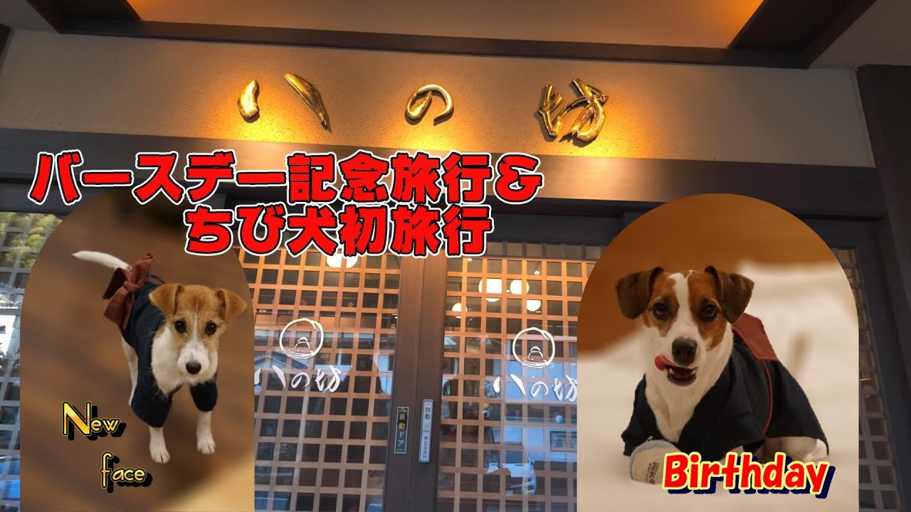 【わんこと旅行】誕生日記念旅行を八の坊で祝い＆チビ犬初お泊り