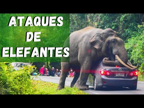 Vídeo: Por que o elefante está em perigo?