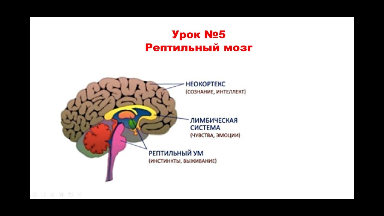 3 слоя мозга