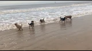 The Border Terriers! by Gizmo The Border Terrier 🐾🐕 1,181 views 3 months ago 4 minutes, 35 seconds