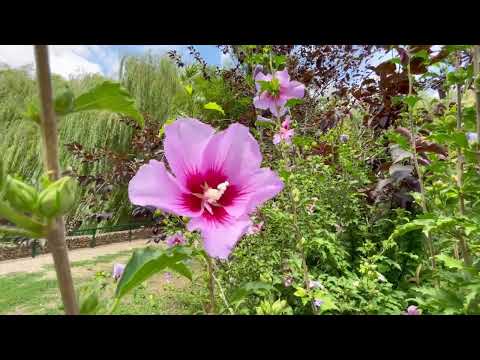 Женский монастырь Иконы Божией Матери Всецарица
