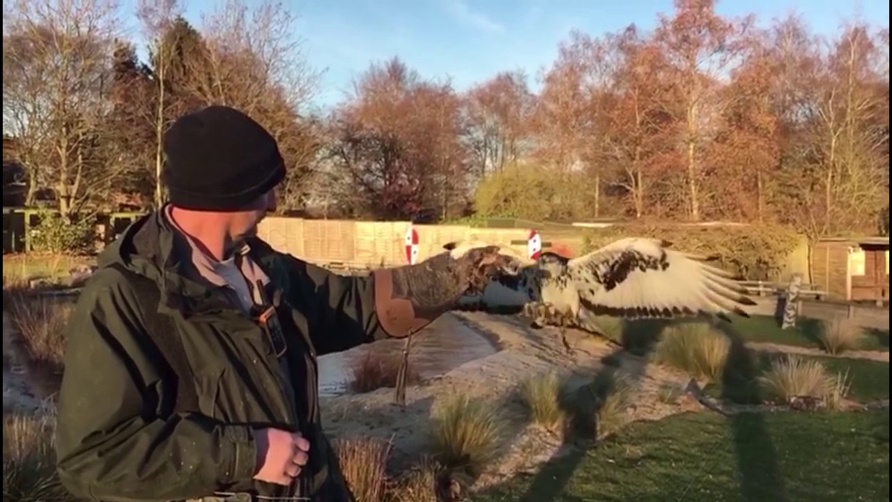 Training with our African Hawk Eagle 