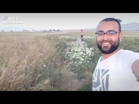 يا موجات البابور 