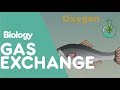 Gas Exchange Mechanisms in the Animal Kingdom