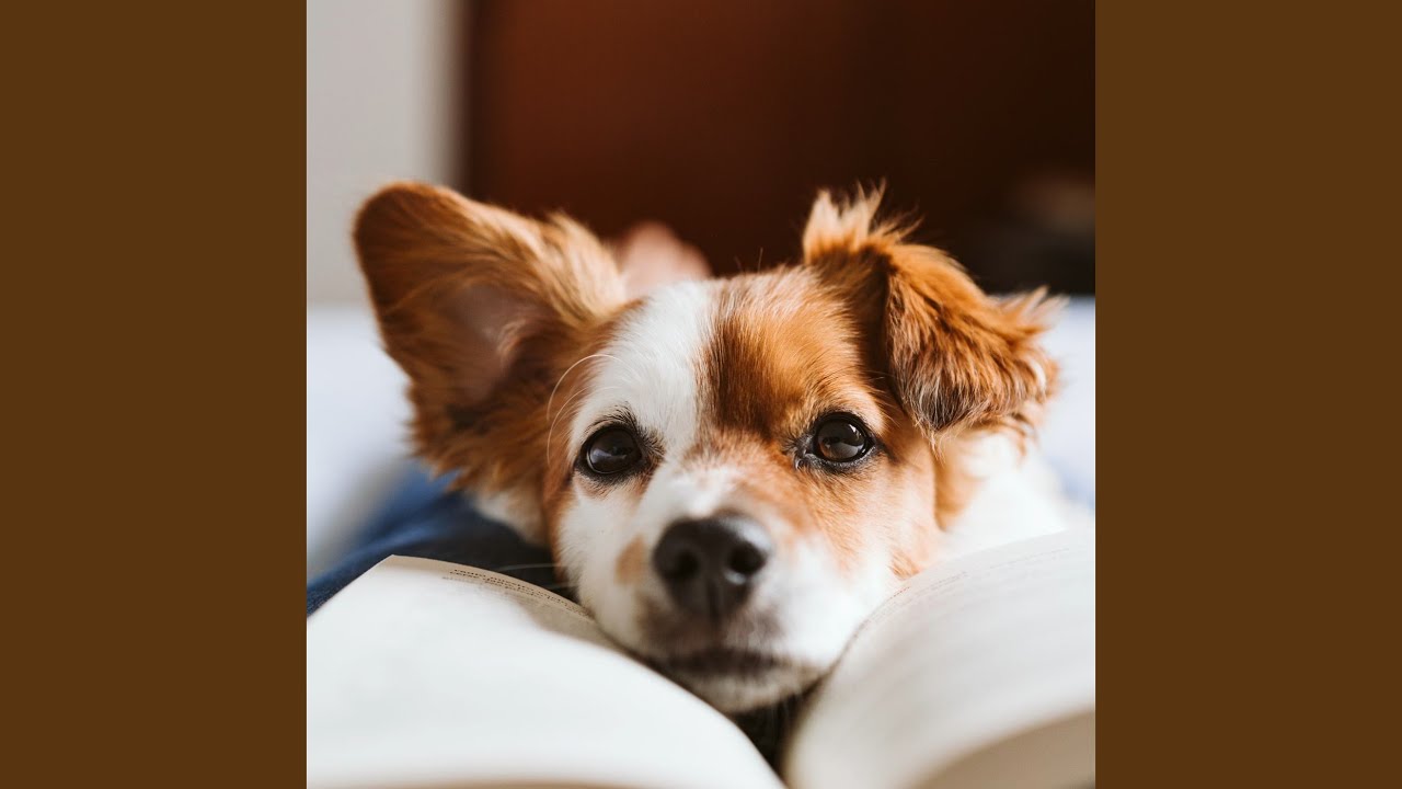 Reflections of Canine Peace
