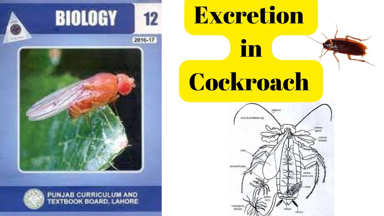 Cockroach Excretion Excretion in Cockroach 🪳 | explained simply - YouTube